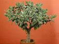 jade plant